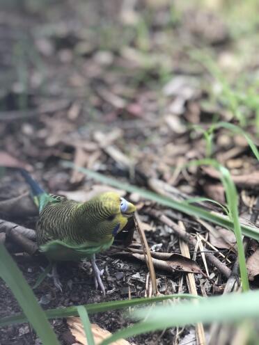 Budgies love to explore!