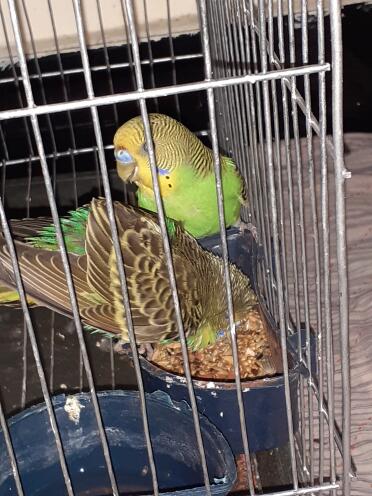 Budgies can be quite messy eaters!