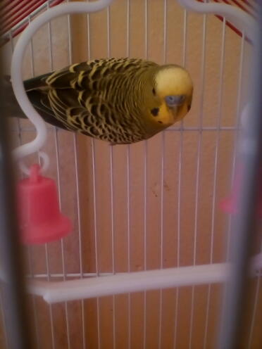 My first budgie baby ...