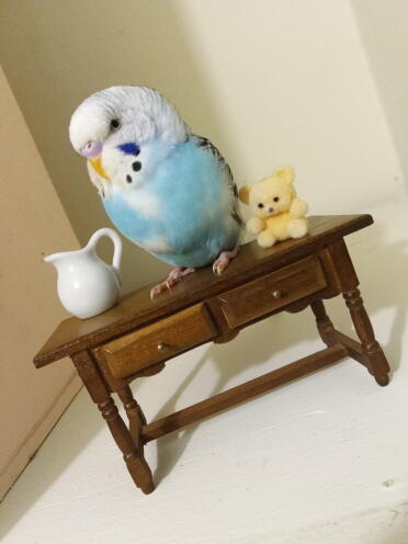 This table is the perfect size for a budgie!