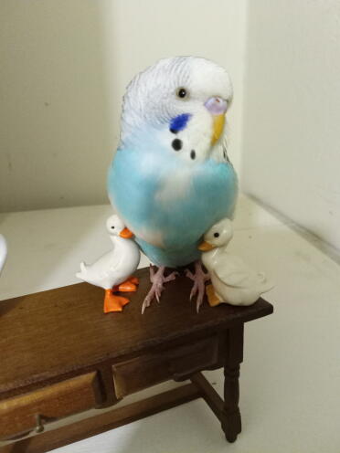 This table is the perfect size for a budgie!