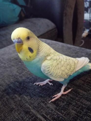 Budgie on sofa