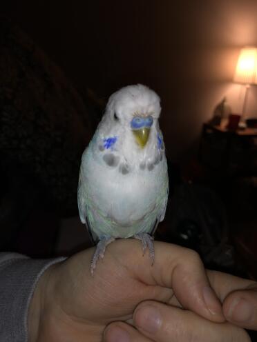 Budgies are such friendly pets!