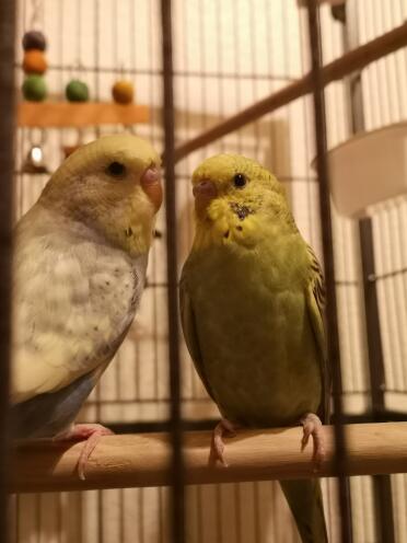 Budgies are the best of friends