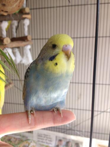 Budgies are such friendly pets!