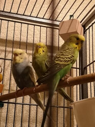 Budgies in cage