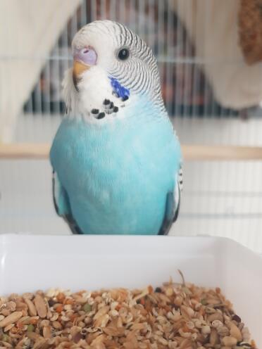 Budgie in cage