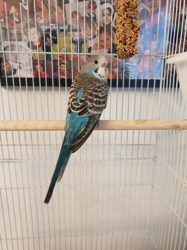 Budgie in cage