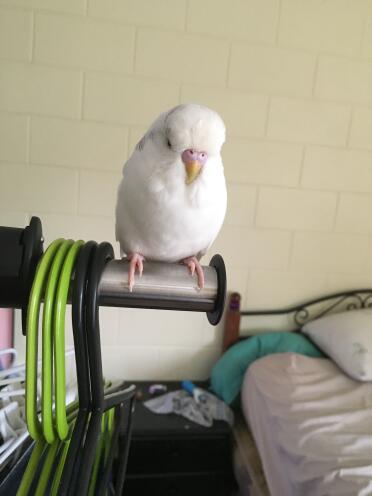 Budgies make great pets!