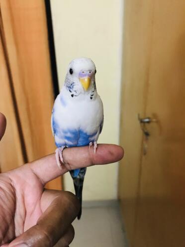 What a pretty little budgie!