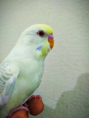 Budgies are such friendly pets!