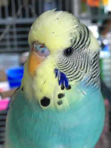 Budgies are such pretty birds!