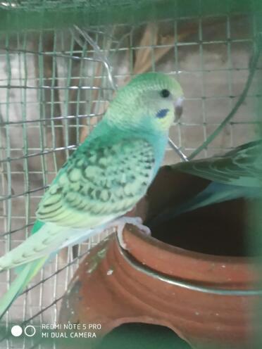 Budgies love eating