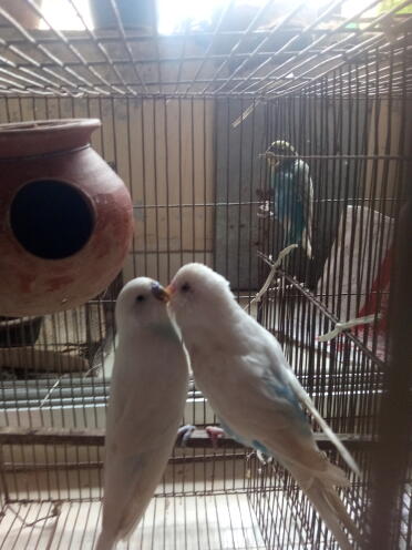 Budgies in cage