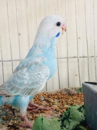 Budgies are beautiful birds!