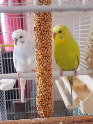 What sweet little budgies!