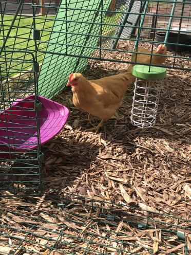 Buff Plymouth Rock Bantams 