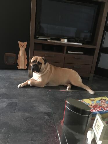 Bullmastiff Dog Laying Down