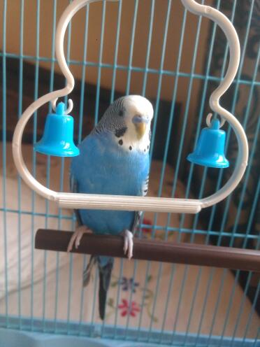 Cadbury The Budgie