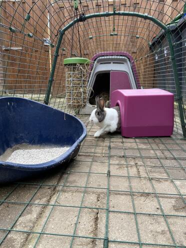 What a happy home for a bunny!