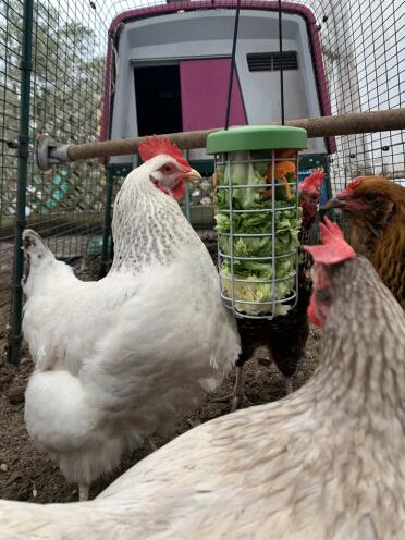 These hens love eating their greens from the treat caddi!