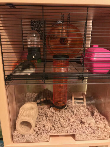 Our beautiful cage 