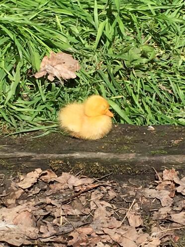 What a sweet fluffy duck.