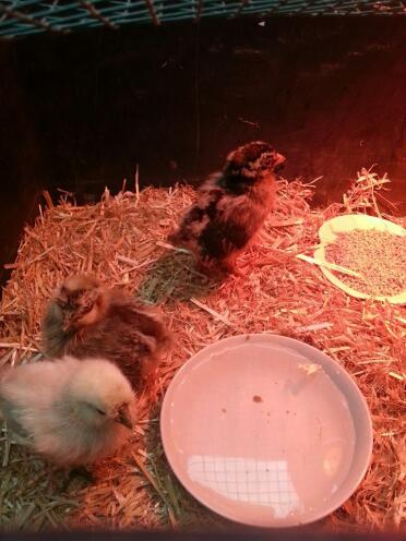 2 silkies 1 campine 4 weeks old