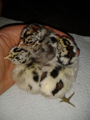 Campine chicks 2