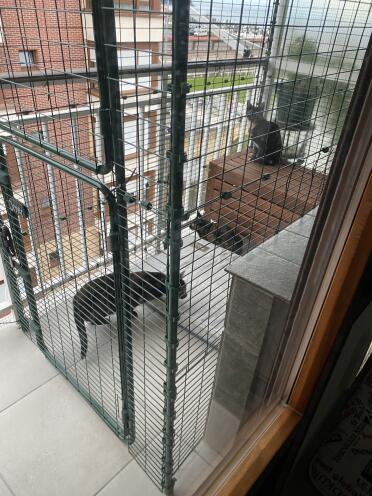 My cats love discovering the outside world from the safety of their Cat Balcony Enclosure!