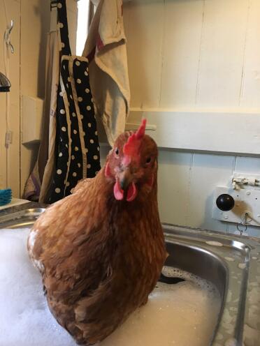 Bathing chicken post prolapse