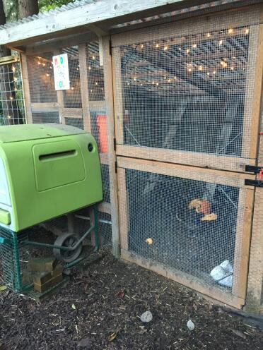 Chickens enjoying their cozy Cube and walk in run in the winter damp. 