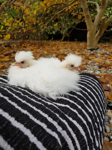 Siamese Silkies