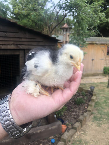 Hatching chicks is so much fun!