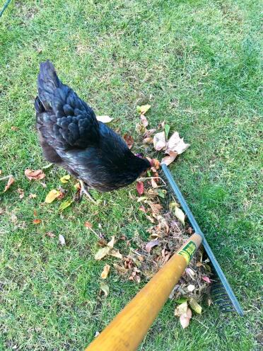 Cora is a very helpful chicken around the garden!