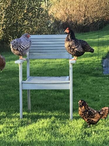 Emily, betty and carla enjoy the evening sun!