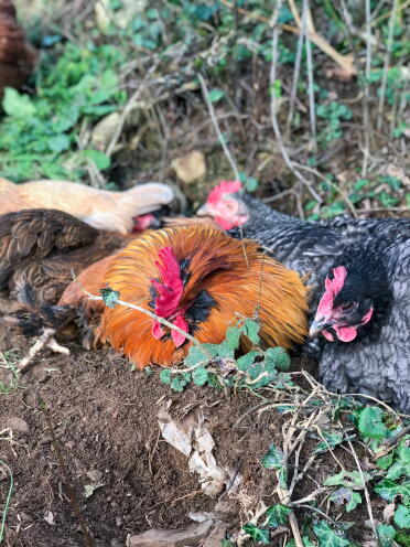 Chickens love to have dust baths!