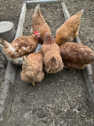 Chickens love feeding time!