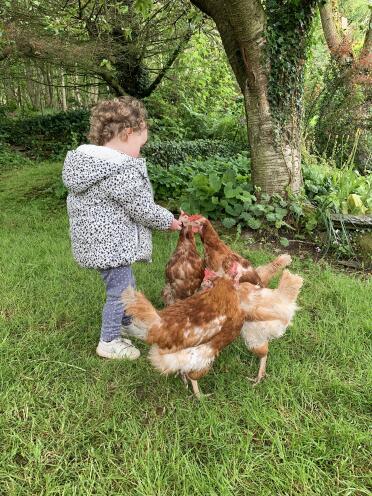 Chickens make great pets for the whole family!