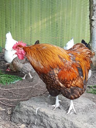 This cockerel loves to cock-a-doodle-do!