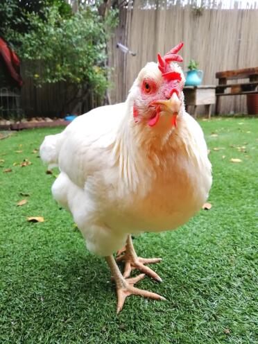 Henriette Louise Amira, our rescue hen! Love her to bits. 