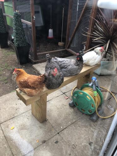 These chickens deserve a rest!