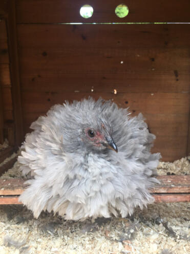 What a lovely fluffy hen!