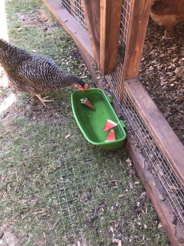 Chickens love to bob for melon!