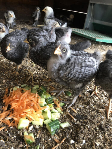 Orpington chicks love eating their veggies!