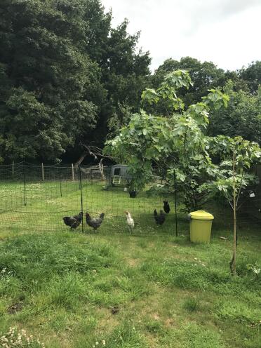 Our lovely chooks! xx 