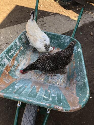 Chickens in wheelbarrow