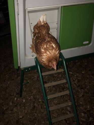 The ladder is an easy way in or out of the coop!