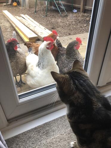 Cat watching chickens