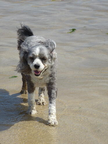 Bo enjoying the beach